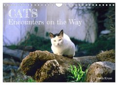 Cats - Encounters on the Way (Wall Calendar 2025 DIN A4 landscape), CALVENDO 12 Month Wall Calendar