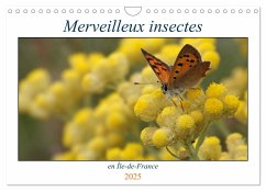 Merveilleux insectes en Île-de-France (Calendrier mural 2025 DIN A4 vertical), CALVENDO calendrier mensuel - Denis, Michel