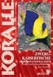Zwergkaiserfische im Meerwasseraquarium - Bild 1