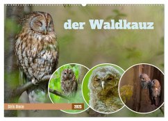 der Waldkauz - Strix Aluco (Wandkalender 2025 DIN A2 quer), CALVENDO Monatskalender