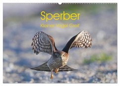 Sperber - Kleiner Vogel Greif (Wandkalender 2025 DIN A2 quer), CALVENDO Monatskalender - Calvendo;Knüwer, Hermann