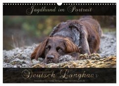 Jagdhund im Portrait - Deutsch Langhaar (Wandkalender 2025 DIN A3 quer), CALVENDO Monatskalender - Calvendo;Gerlach, Nadine