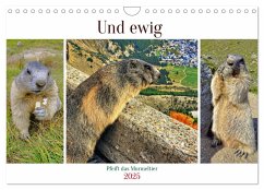 Und ewig pfeift das Murmeltier (Wandkalender 2025 DIN A4 quer), CALVENDO Monatskalender