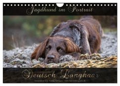 Jagdhund im Portrait - Deutsch Langhaar (Wandkalender 2025 DIN A4 quer), CALVENDO Monatskalender