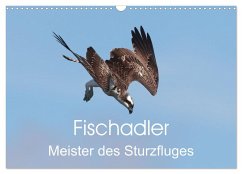 Fischadler - Meister des Sturzfluges (Wandkalender 2025 DIN A3 quer), CALVENDO Monatskalender