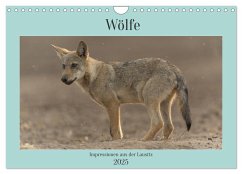 Wölfe, Impressionen aus der Lausitz (Wandkalender 2025 DIN A4 quer), CALVENDO Monatskalender - Calvendo;Heiber, Steffen