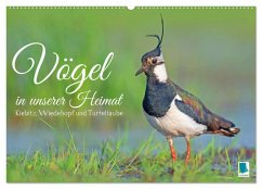 Vögel in unserer Heimat: Kiebitz, Wiedehopf und Turteltaube (Wandkalender 2025 DIN A2 quer), CALVENDO Monatskalender - Calvendo