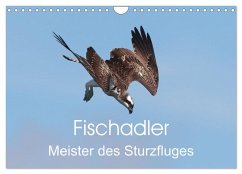 Fischadler - Meister des Sturzfluges (Wandkalender 2025 DIN A4 quer), CALVENDO Monatskalender