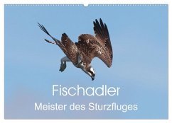 Fischadler - Meister des Sturzfluges (Wandkalender 2025 DIN A2 quer), CALVENDO Monatskalender