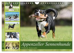 Appenzeller Sennenhunde - Fröhliche Kameraden (Wandkalender 2025 DIN A4 quer), CALVENDO Monatskalender