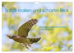 Spitze Krallen und scharfer Blick - Verhalten Sperber (Wandkalender 2025 DIN A4 quer), CALVENDO Monatskalender