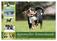 Appenzeller Sennenhunde - Fröhliche Kameraden (Wandkalender 2025 DIN A2 quer), CALVENDO Monatskalender