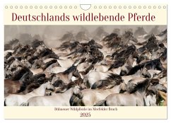 Deutschlands wildlebende Pferde (Wandkalender 2025 DIN A4 quer), CALVENDO Monatskalender