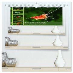 Dwarf Shrimps (hochwertiger Premium Wandkalender 2025 DIN A2 quer), Kunstdruck in Hochglanz