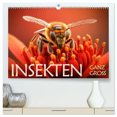 Insekten ganz gross (hochwertiger Premium Wandkalender 2025 DIN A2 quer), Kunstdruck in Hochglanz - Calvendo;Rohr, Daniel