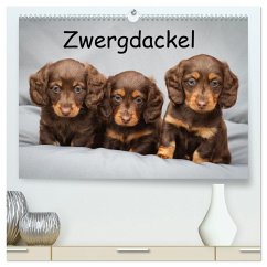 Zwergdackel von Kadi (hochwertiger Premium Wandkalender 2025 DIN A2 quer), Kunstdruck in Hochglanz - Calvendo;Seiboth, Berit