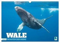 Wale: Giganten der Meere (Wandkalender 2025 DIN A3 quer), CALVENDO Monatskalender