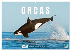 Orcas: Schwarz-weiße Giganten (Wandkalender 2025 DIN A2 quer), CALVENDO Monatskalender - Calvendo