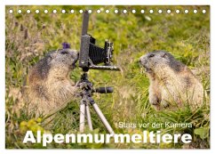 Alpenmurmeltiere - Stars vor der Kamera (Tischkalender 2025 DIN A5 quer), CALVENDO Monatskalender