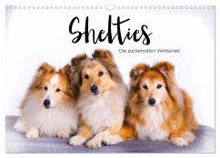 Shelties - Die zuckersüßen Vierbeiner. (Wandkalender 2025 DIN A3 quer), CALVENDO Monatskalender - Calvendo;Scott, M.