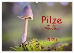 Pilze vor der Makrolinse 2025 (Wandkalender 2025 DIN A2 quer), CALVENDO Monatskalender