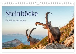 Steinböcke - Die Könige der Alpen (Wandkalender 2025 DIN A4 quer), CALVENDO Monatskalender