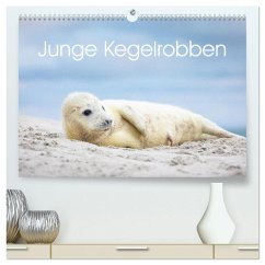 Junge Kegelrobben (hochwertiger Premium Wandkalender 2025 DIN A2 quer), Kunstdruck in Hochglanz - Calvendo;Oberholzer - www.davidoberholzer.ch, David