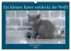 Ein kleiner Kater entdeckt die Welt! (Wandkalender 2025 DIN A3 quer), CALVENDO Monatskalender