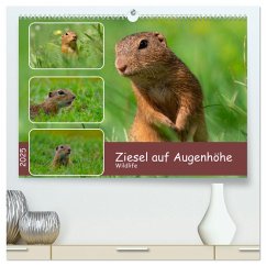 Ziesel auf Augenhöhe (hochwertiger Premium Wandkalender 2025 DIN A2 quer), Kunstdruck in Hochglanz