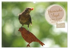 Heimische Vögel - Im Wald, im Garten und auf der Wiese (Wandkalender 2025 DIN A3 quer), CALVENDO Monatskalender - Calvendo;Merk, Angela