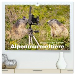 Alpenmurmeltiere - Stars vor der Kamera (hochwertiger Premium Wandkalender 2025 DIN A2 quer), Kunstdruck in Hochglanz - Calvendo;Schoerkhuber, Johann