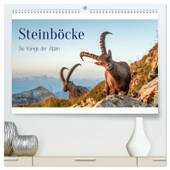 Steinböcke - Die Könige der Alpen (hochwertiger Premium Wandkalender 2025 DIN A2 quer), Kunstdruck in Hochglanz