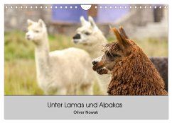 Unter Lamas und Alpakas (Wandkalender 2025 DIN A4 quer), CALVENDO Monatskalender