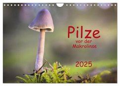 Pilze vor der Makrolinse 2025 (Wandkalender 2025 DIN A4 quer), CALVENDO Monatskalender - Calvendo;Pompsch, Heinz
