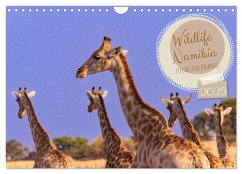 Wildlife Namibia - Etosha und Kalahari (Wandkalender 2025 DIN A4 quer), CALVENDO Monatskalender