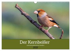 Der Kernbeißer und seine gefiederten Gesellen (Wandkalender 2025 DIN A3 quer), CALVENDO Monatskalender