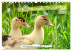 Entzückende Entenküken (Wandkalender 2025 DIN A3 quer), CALVENDO Monatskalender - Calvendo;Löwer, Sabine