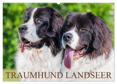 Traumhund Landseer (Wandkalender 2025 DIN A2 quer), CALVENDO Monatskalender - Calvendo;Starick, Sigrid