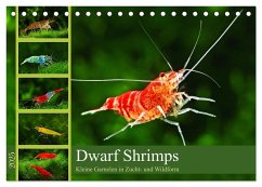Dwarf Shrimps (Tischkalender 2025 DIN A5 quer), CALVENDO Monatskalender