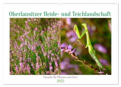 Oberlausitzer Heide- und Teichlandschaft (Wandkalender 2025 DIN A2 quer), CALVENDO Monatskalender - Calvendo;Jäger, Anette/Thomas