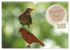Heimische Vögel - Im Wald, im Garten und auf der Wiese (Wandkalender 2025 DIN A4 quer), CALVENDO Monatskalender