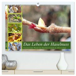 Das Leben der Haselnuss (hochwertiger Premium Wandkalender 2025 DIN A2 quer), Kunstdruck in Hochglanz