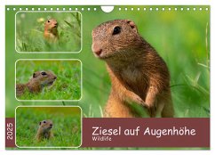 Ziesel auf Augenhöhe (Wandkalender 2025 DIN A4 quer), CALVENDO Monatskalender