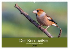 Der Kernbeißer und seine gefiederten Gesellen (Wandkalender 2025 DIN A2 quer), CALVENDO Monatskalender