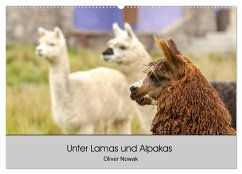 Unter Lamas und Alpakas (Wandkalender 2025 DIN A2 quer), CALVENDO Monatskalender - Calvendo;Nowak, Oliver