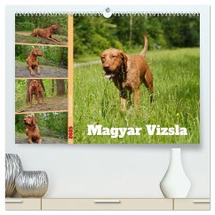 Faszination Magyar Vizsla (hochwertiger Premium Wandkalender 2025 DIN A2 quer), Kunstdruck in Hochglanz - Calvendo;Paul - Babetts Bildergalerie, Babett