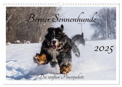 Berner Sennenhunde - Die sanften Powerpakete (Wandkalender 2025 DIN A3 quer), CALVENDO Monatskalender - Calvendo;K. Fotografie, Jana