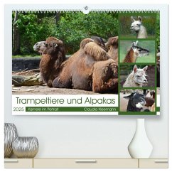 Trampeltiere und Alpakas (hochwertiger Premium Wandkalender 2025 DIN A2 quer), Kunstdruck in Hochglanz - Calvendo;Kleemann, Claudia