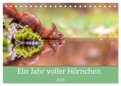 Ein Jahr voller Hörnchen (Tischkalender 2025 DIN A5 quer), CALVENDO Monatskalender