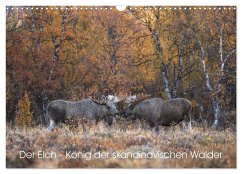 Der Elch - König der skandinavischen Wälder (Wandkalender 2025 DIN A3 quer), CALVENDO Monatskalender